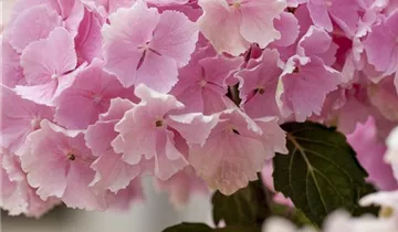 Bauernhortensie 'Pink Wonder'®