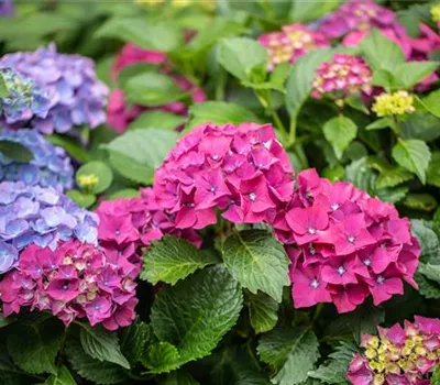 Hydrangea macrophylla 'Forever & Ever'®, rot