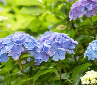 Hydrangea macrophylla 'Forever & Ever'®, blau