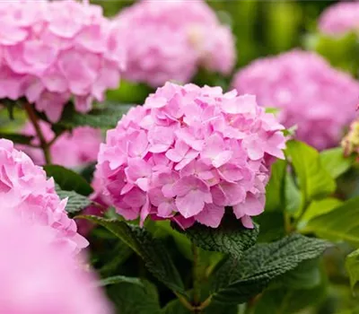 Hydrangea 'Endless Summer'®, rosa
