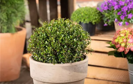 Ilex crenata 'Dark Green'®, Kugel