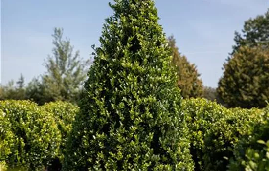 Ilex crenata 'Dark Green'®, Kegel