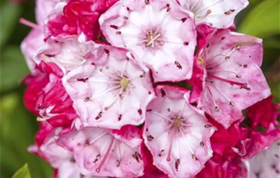 Kalmia latifolia 'Olympic Fire'
