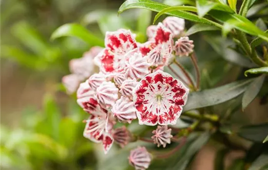 Kalmia latifolia 'Pinwheel'