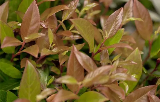 Leucothoe axillaris 'Zeblid'