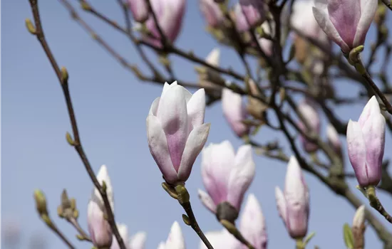 Magnolia x soulangiana 'Heaven Scent'