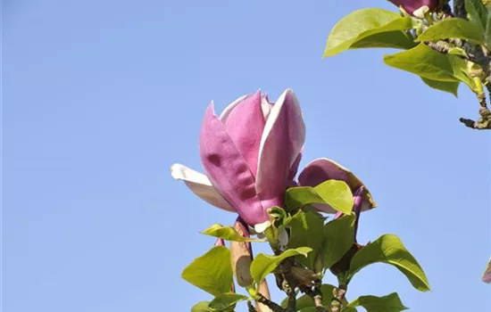 Magnolia x soulangiana 'Satisfaction'®
