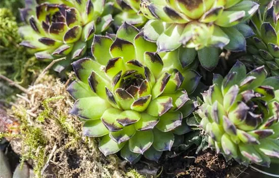 Sempervivum Sempervivum