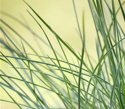 Festuca glauca 'Compact Blue'