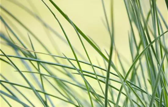 Festuca glauca 'Compact Blue' Festuca glauca 'Compact Blue'