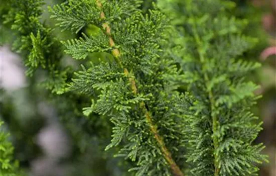 Chamaecyparis obtusa 'Teddy Bear'
