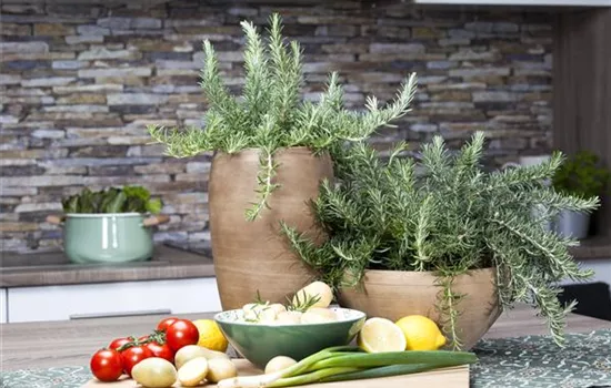 Rosmarinus officinalis 'Prostratus' Rosmarinus officinalis 'Prostratus'