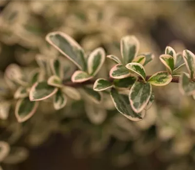 Cotoneaster dammeri 'Juliette'
