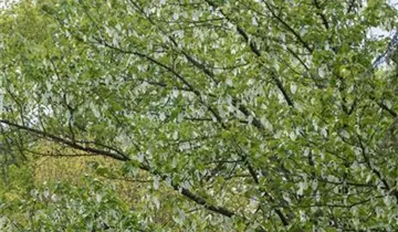 Taubenbaum