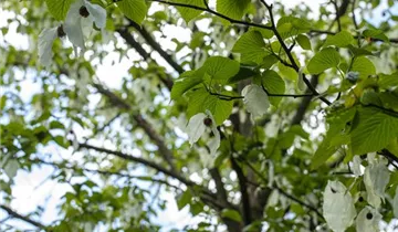 Taubenbaum