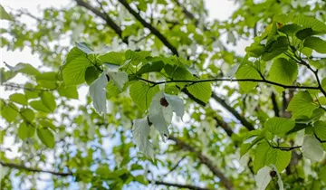 Taubenbaum
