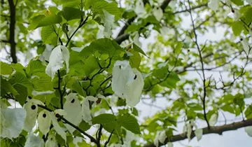 Taubenbaum