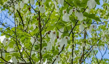 Taubenbaum