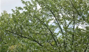 Taubenbaum