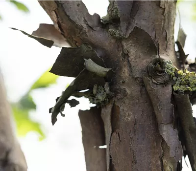 Acer griseum Acer griseum