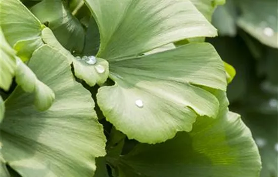 Ginkgo biloba 'Globus' Ginkgo biloba 'Globus'