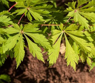 Acer japonicum 'Aconitifolium' Acer japonicum 'Aconitifolium'