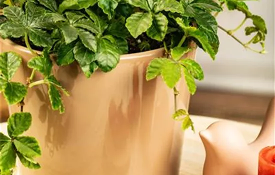 Parthenocissus henryana