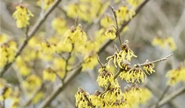 Schwefelgelbe Zaubernuss 'Arnold Promise'