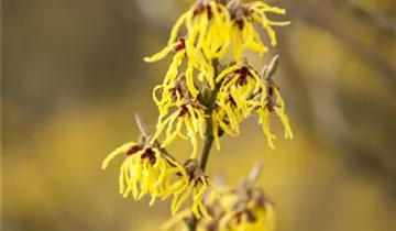 Schwefelgelbe Zaubernuss 'Arnold Promise'