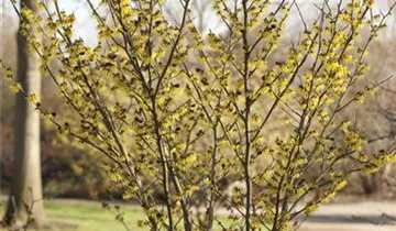 Schwefelgelbe Zaubernuss 'Arnold Promise'