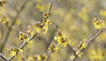 Schwefelgelbe Zaubernuss 'Arnold Promise'