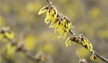 Schwefelgelbe Zaubernuss 'Arnold Promise'