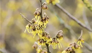 Schwefelgelbe Zaubernuss 'Arnold Promise'