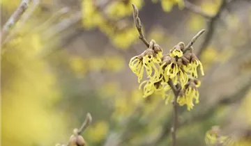 Schwefelgelbe Zaubernuss 'Arnold Promise'