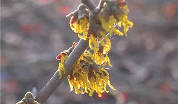 Schwefelgelbe Zaubernuss 'Arnold Promise'