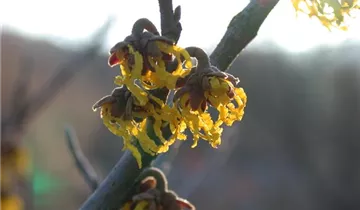 Schwefelgelbe Zaubernuss 'Arnold Promise'