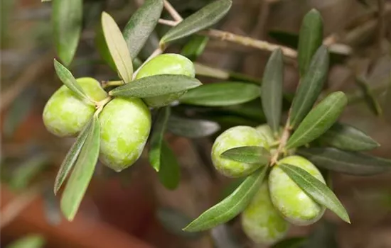 Olea europaea Olea europaea