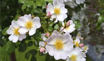 Bodendeckerrose 'Apfelblüte'®