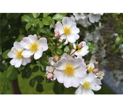 Rosa 'Apfelblüte'®, Stamm Rosa 'Apfelblüte'®, Stamm