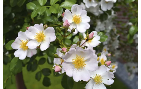 Rosa 'Apfelblüte'®, Stamm Rosa 'Apfelblüte'®, Stamm
