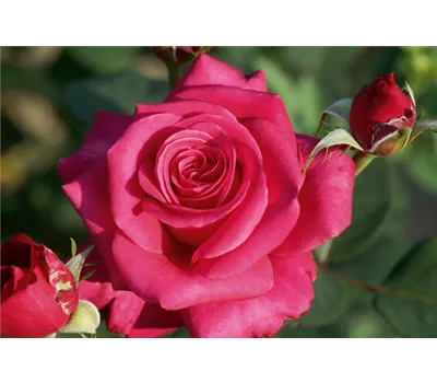 Rosa 'Charisma'® Rosa 'Charisma'®