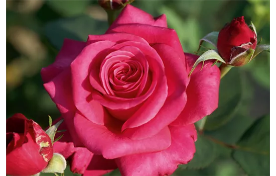 Rosa 'Charisma'®, Stamm Rosa 'Charisma'®, Stamm