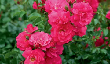 Bodendeckerrose 'Heidetraum'®