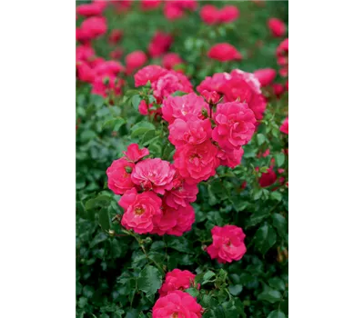 Rosa 'Heidetraum'® Rosa 'Heidetraum'®