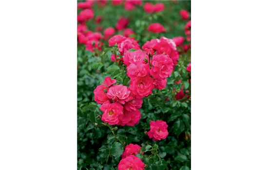 Rosa 'Heidetraum'®, Stamm Rosa 'Heidetraum'®, Stamm