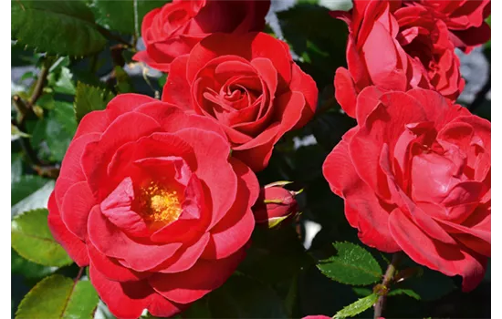 Rosa 'Kompass'®