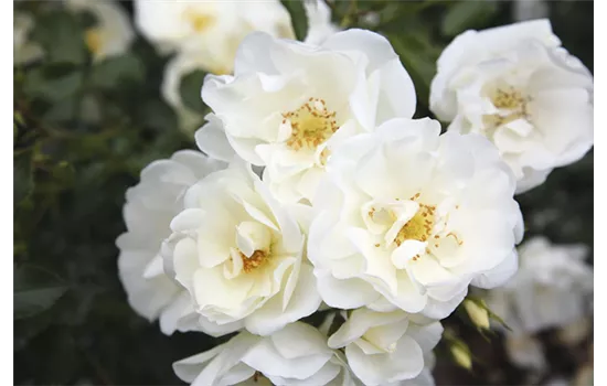 Rosa 'Schneeflocke'® Rosa 'Schneeflocke'®