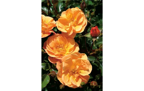 Rosa 'Sedana'® Rosa 'Sedana'®