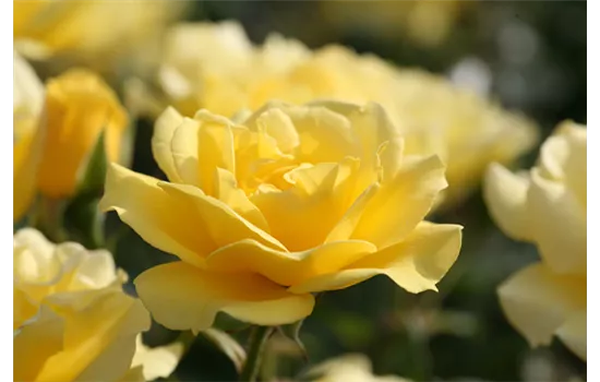 Rosa 'Westart'®, Stamm