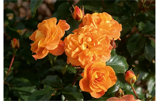 Rosa 'Westzeit'®